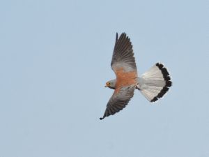 Falco naumanni 