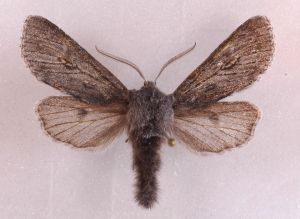 Brachionycta nubeculosa