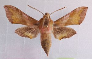 Deilephila pocellus